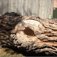 Swingle-Lawn--Tree-and-Landscape-Care-Helps-Save-Bee-Colony-001