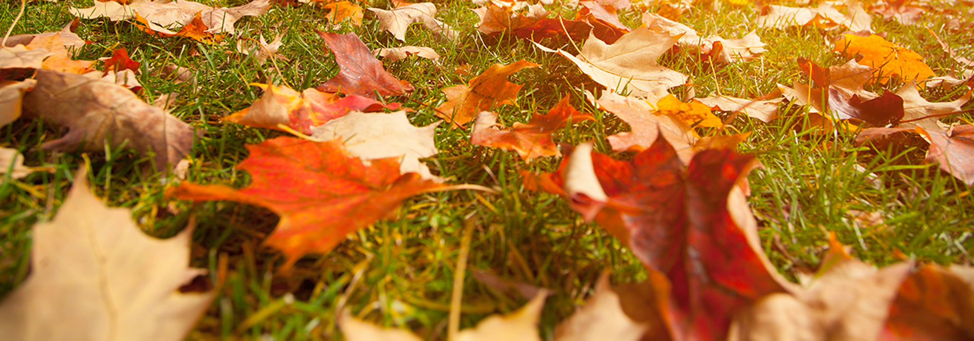 Why aren't my tree's leaves turning colors this fall?