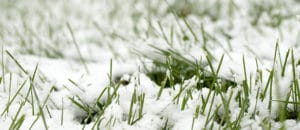 Winter Landscape Maintenance