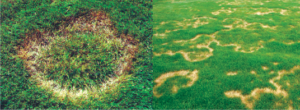 Necrotic ring spot, lawn care disease