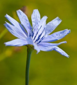 Chicory