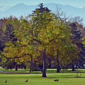 Residential and Commercial Tree Service