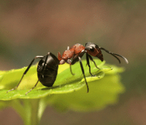 Ant Control Services