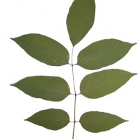 Ash tree leaf