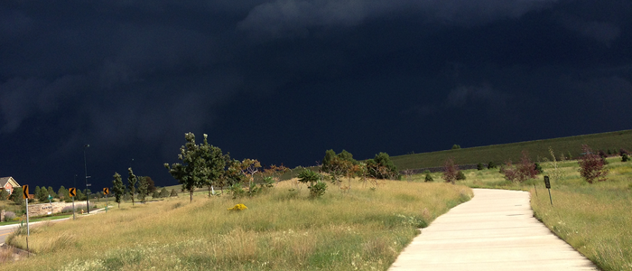Hail Damage To Tree Shrubs What To Do Tree Service In Denver Ft Collins