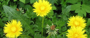 Weed Control In Colorado This Summer