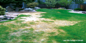 Lawn Mite Control