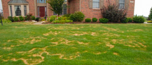 Lawn fungus attacks Denver lawn