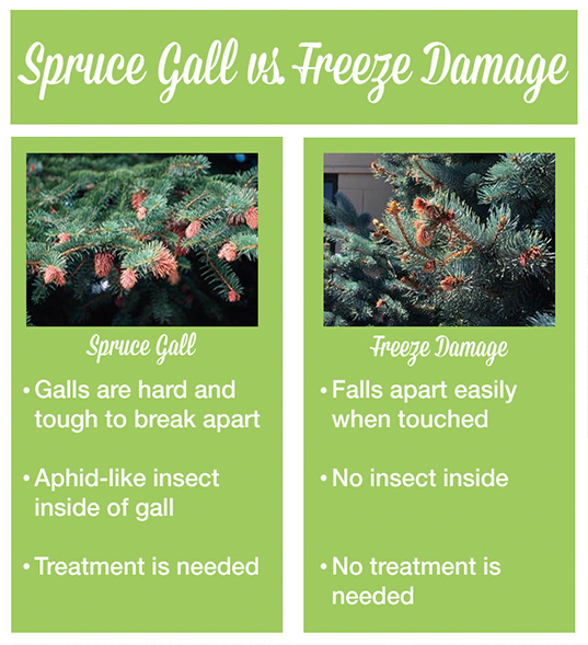 Spruce Gall vs. Freeze Damage