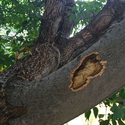 Squirrels Damaging Tree Bark