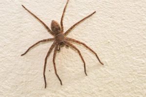 Colorado Pest Control