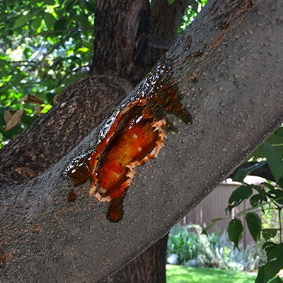 Squirrels Damaging Tree Bark with Hot Sauce