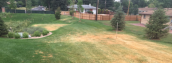 Brown Spots on Lawn Could be Ascochyta