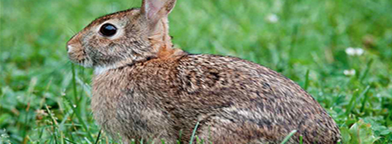 Protecting your Property From Rabbits