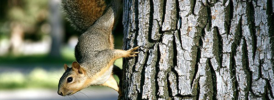 Squirrels Damaging Your Trees This Year