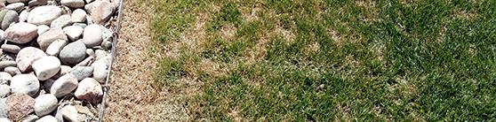 3 Early Spring Lawn Care Tips