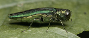 Emerald Ash Borer WILL Spread