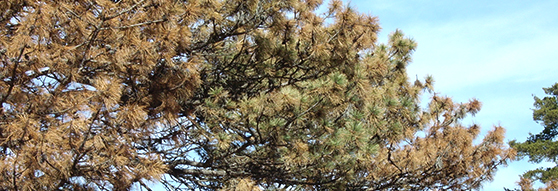 pine wilt in Colorado