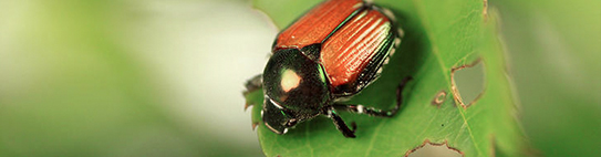Pests Threatening your Landscape