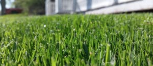 Summer Lawn Care Tips