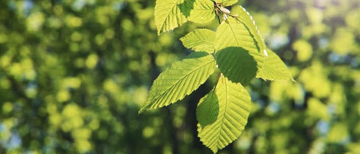 Colorado Trees | Caring for Colorado Landscape | Denver Tree Services