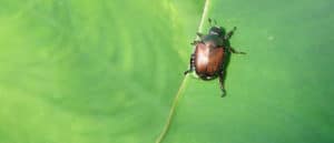 Japanese Beetle