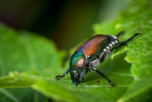Japanese Beetle Continues its Assault on the Denver Area - Swingle  Landscape, Lawn Care & Tree Service