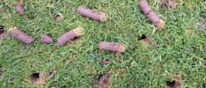 Fall Lawn Aeration