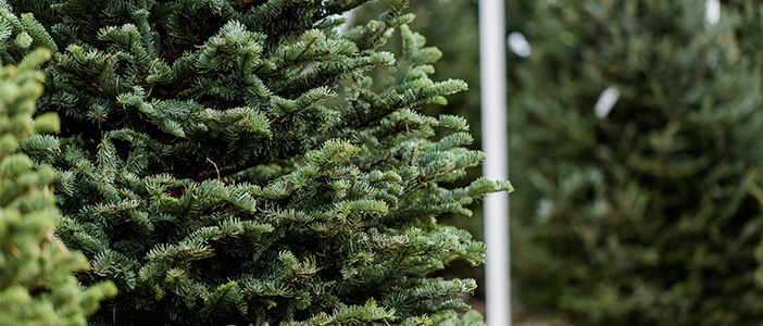 How to pick and care for a real Christmas tree this holiday season