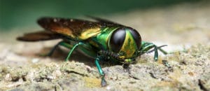 EAB Symptoms