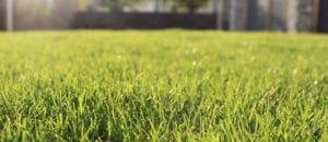 Spring Lawn Treatments