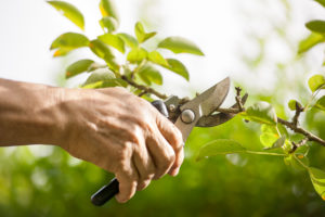 Tree Services: Trimming & Pruning