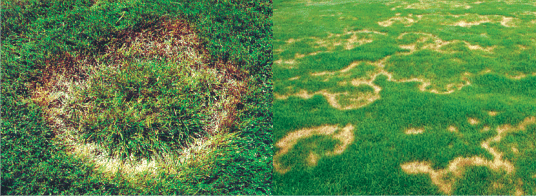 Necrotic Ring Spot Swingle Landscape Lawn Care And Tree Service