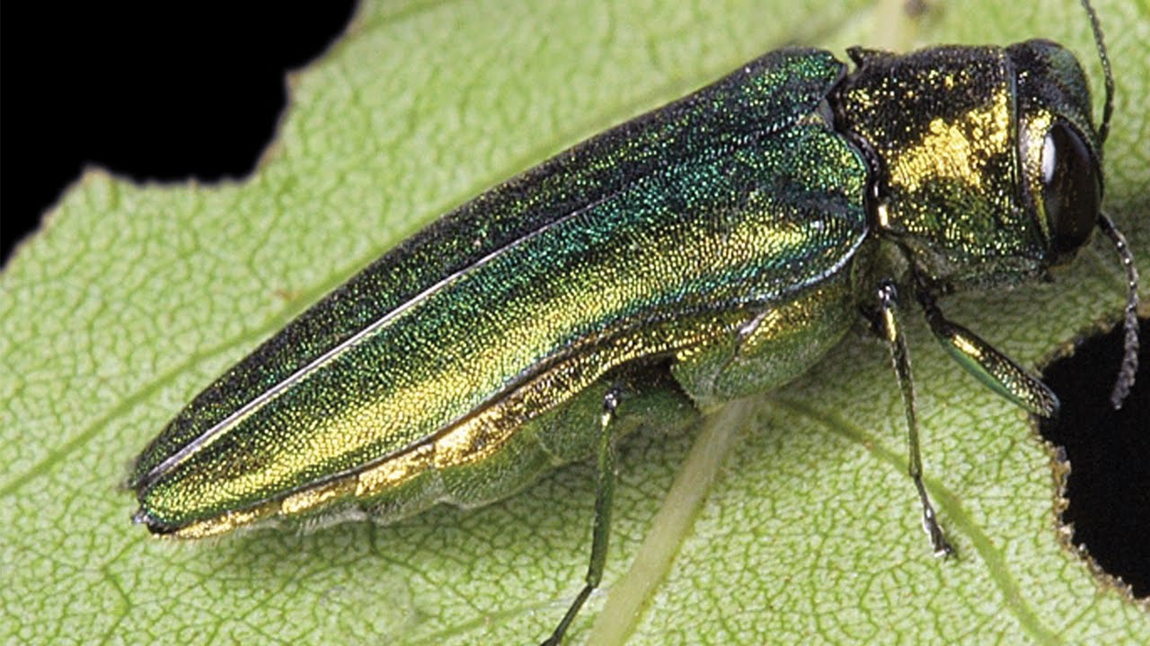 What is an effective treatment for ash borer infestation?