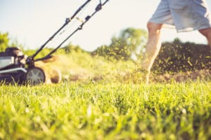 Lawn diseases