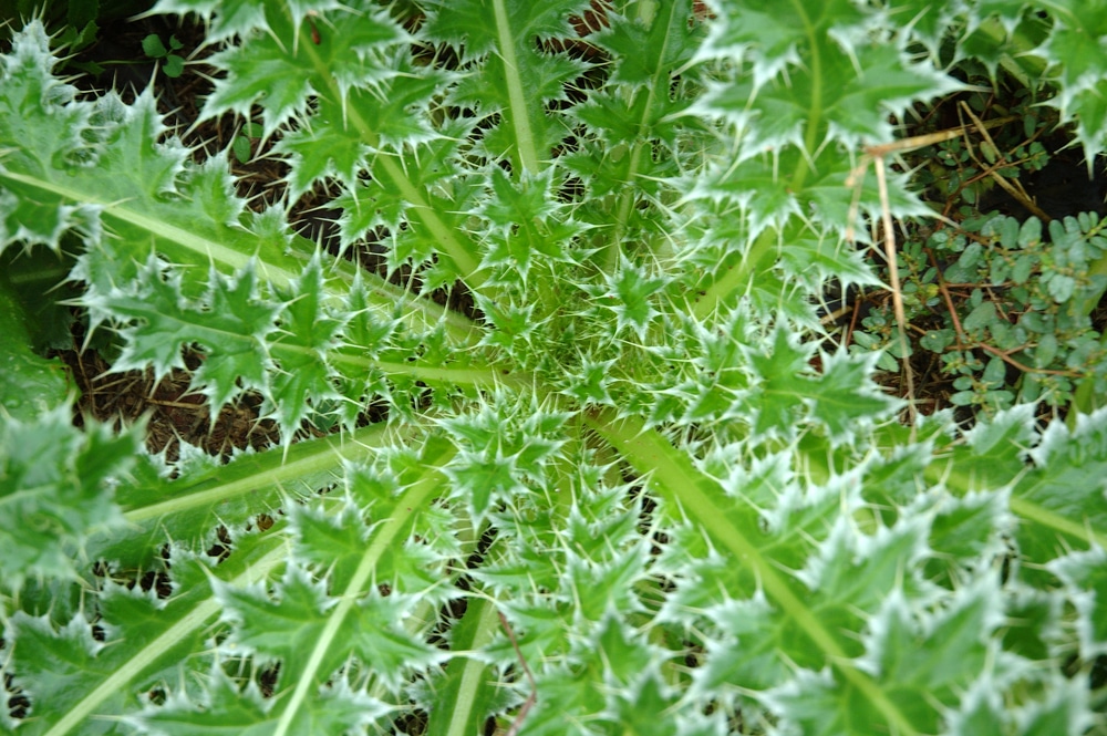 Commercial Noxious Weed Control Denver Metro