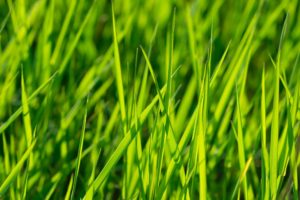 Spring Lawn Care Tips