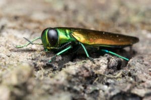 EAB - What to plant in place of an Ash tree