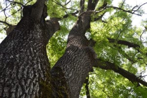 What to plant in place of an Ash tree