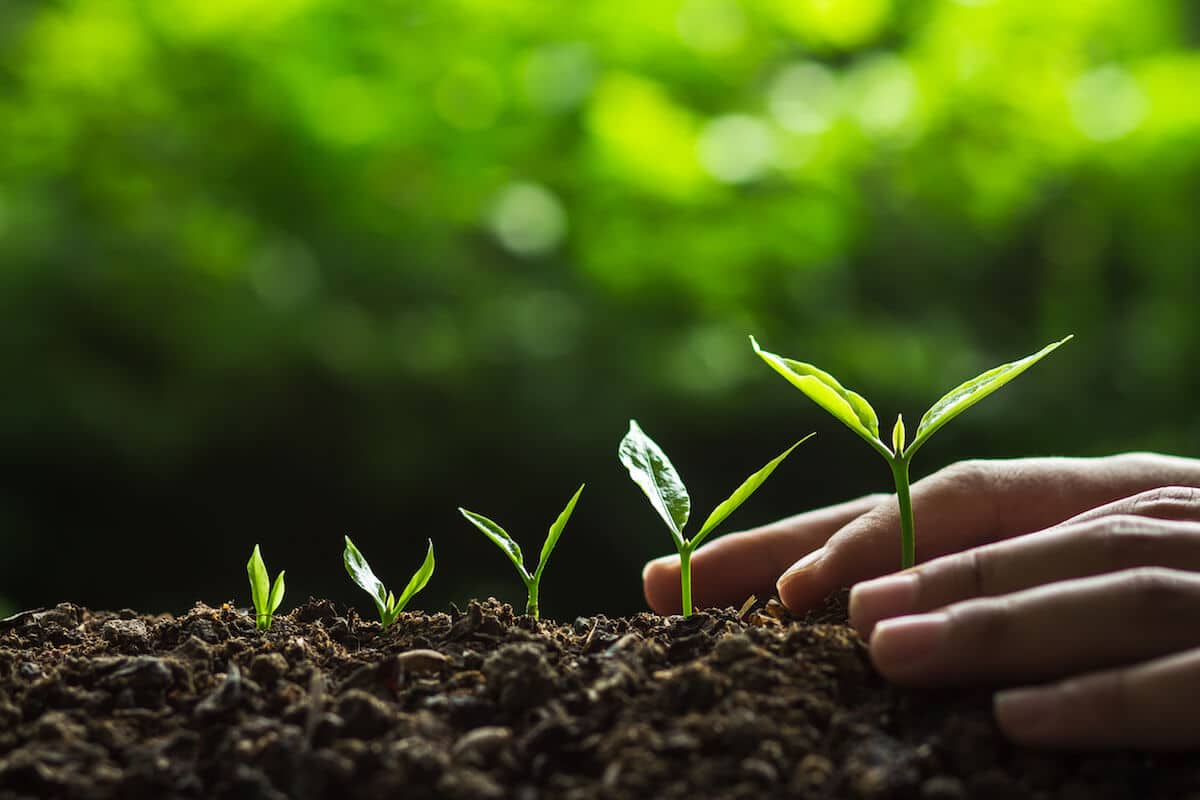 Now is a good time to plant new trees in Colorado Swingle Lanw & Tree